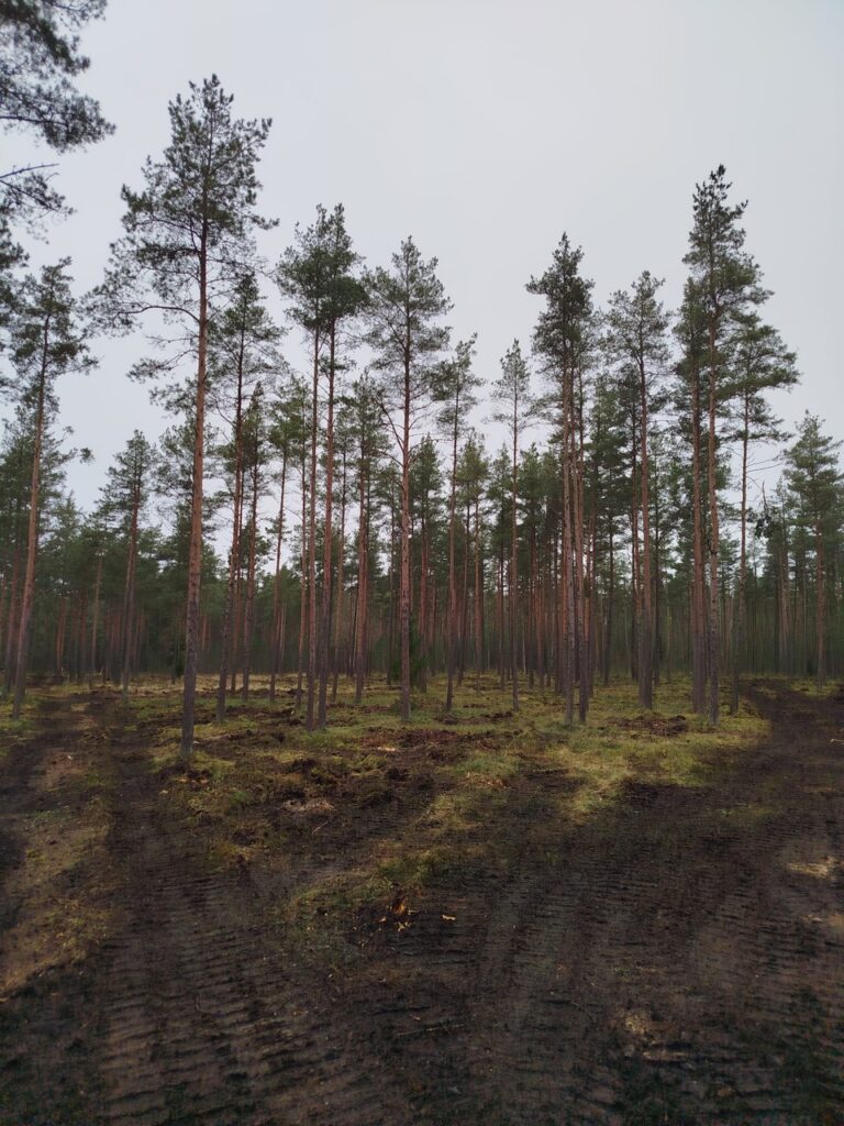 Harvendatud männimets pärast professionaalset raadamist – säilitatud puud